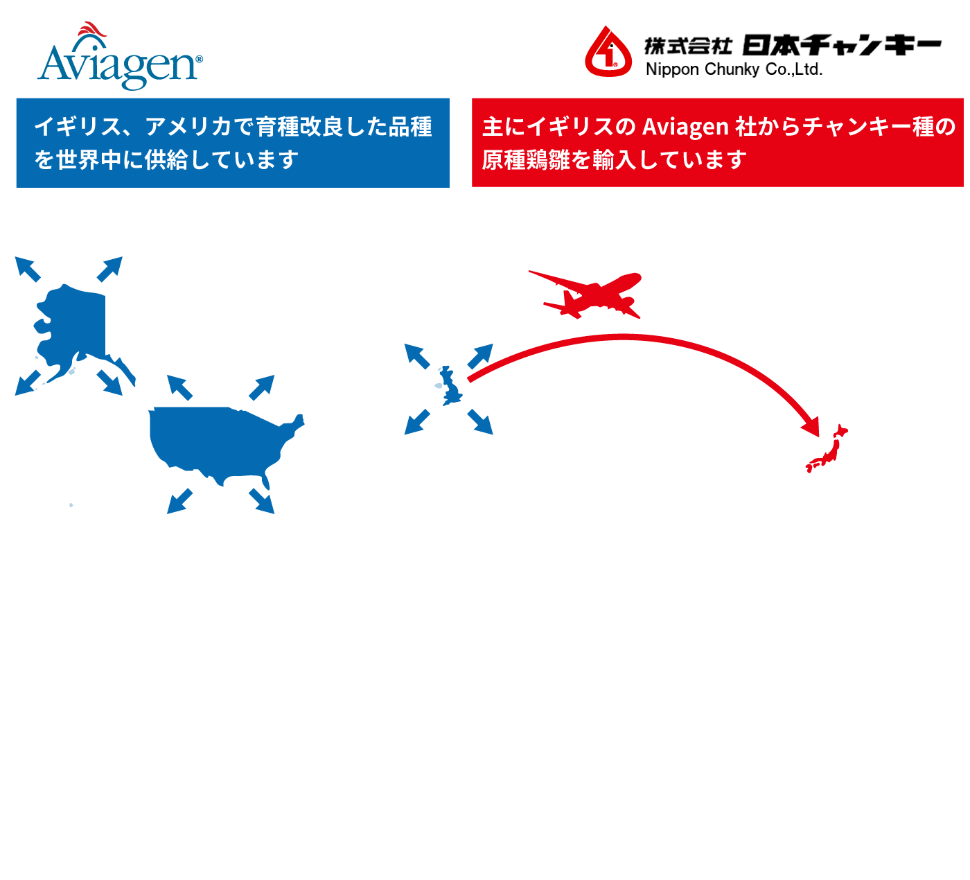 イギリス、アメリカで育種改良した品種を世界中に供給しています。主にイギリスのAviagen社からチャンキー種の原種鶏雛を輸入しています。