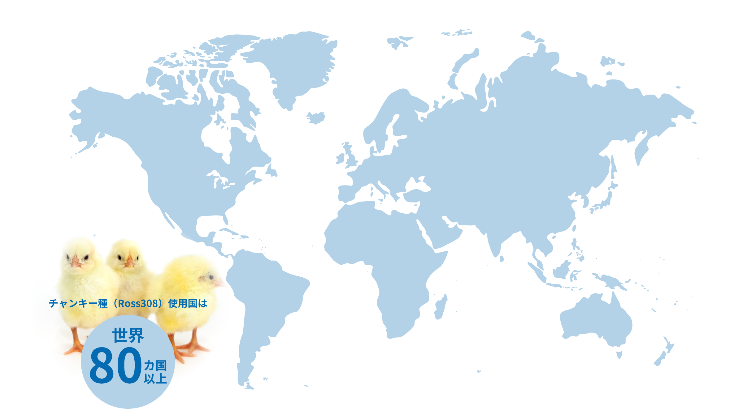 チャンキー種（Ross308）使用国は世界80ヵ国以上