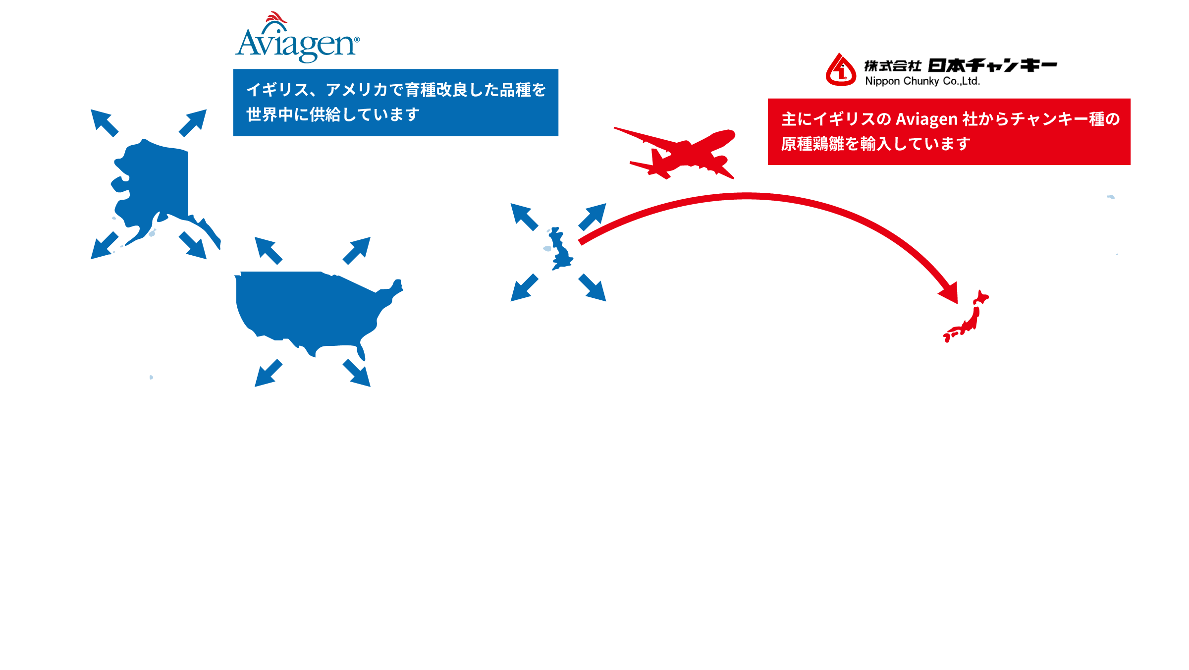 イギリス、アメリカで育種改良した品種を世界中に供給しています。主にイギリスのAviagen社からチャンキー種の原種鶏雛を輸入しています。